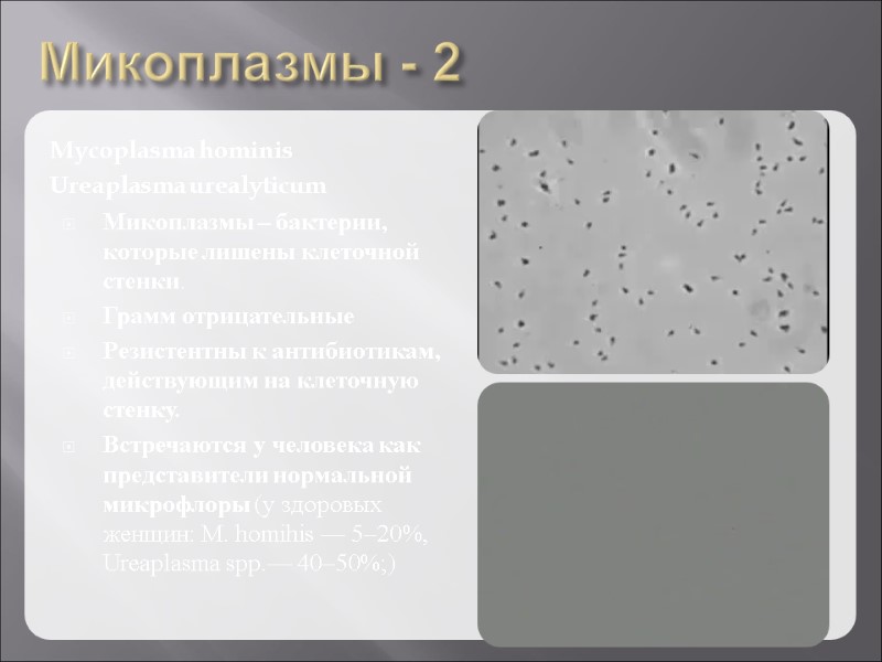 Микоплазмы - 2 Mycoplasma hominis Ureaplasma urealyticum Микоплазмы – бактерии, которые лишены клеточной стенки.